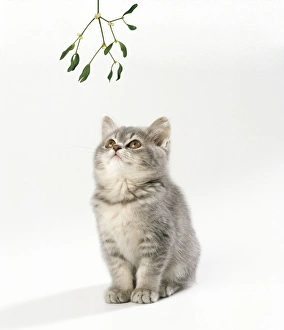 MISTLETOE