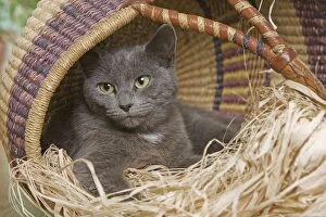 Grey Cat - lying in basket
