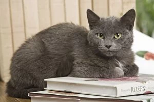 Images Dated 6th August 2007: Grey Cat - lying on book