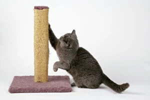Grey cat - using scratching post to sharpen claws