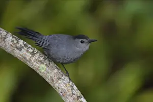 Everglades Prints: Grey Catbird Everglades National Park, florida, USA BI000975