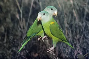 Parakeets Prints: Grey-cheeked Parakeet Central America