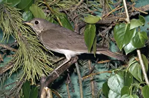 Thrush Prints: Grey-cheeked Thrush