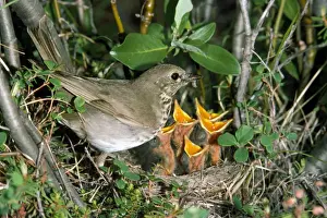 Thrush Prints: Grey-cheeked Thrush - at nest - USA