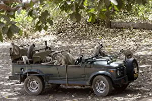 Curiosity Prints: Grey / Common Langur - Checking out a Maruti Gypsy jeep parked at Jogi Mahal in Ranthambhore Tiger Reserve - looking