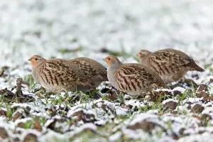 Partridges Prints: Grey / Common Partridge - covey feeding on winter corn - Lower Saxony - Germany
