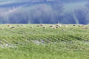 Grey / Common Partridge - covey flying over winter corn