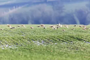 Partridges Prints: Grey / Common Partridge - covey flying over winter corn - Lower Saxony - Germany