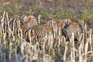 Grey / Common Partridge - covey resting on corn stubble in winter - Lower Saxony - Germany