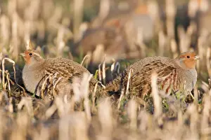Partridges Prints: Grey / Common Partridge - covey resting on corn stubble in winter - Lower Saxony - Germany