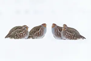 Partridges Prints: Grey / Common Partridge - covey resting on snow covered arable land - Lower Saxony - Germany