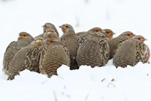 Grey / Common Partridge - covey resting on snow covered field - Lower Saxony - Germany