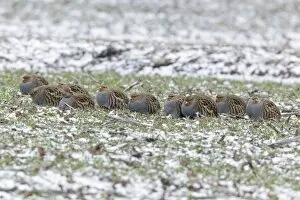 Images Dated 2nd February 2011: Grey / Common Partridge - covey resting on winter corn crop - Lower Saxony - Germany