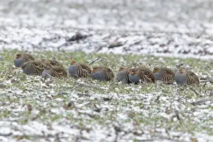 Grey / Common Partridge - covey resting on winter corn crop - Lower Saxony - Germany