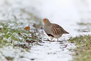 Grey / Common Partridge - crossing snow covered farm track - Lower Saxony - Germany