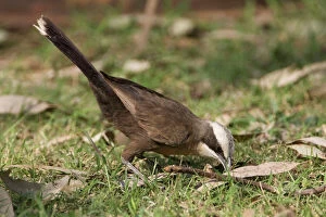 Grey-crowned Babbler - Foraging on a lawn at Mt Barnett