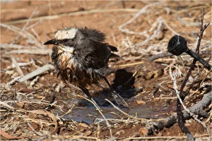 Territory Gallery: Grey-crowned Babbler - Leaping away after bathing