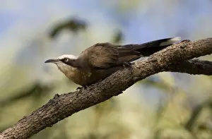 Grey-crowned Babbler Found across northern and eastern Australia in scrublands, open forests, grassy woodlands, outback stations and trees bordering roads and waterways
