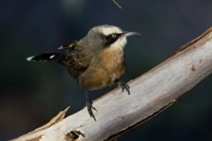 Grey-crowned Babbler (red-breasted form) - Ti Tree Community, Northern Territory, Australia