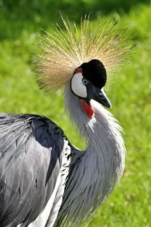 Images Dated 20th August 2011: Grey Crowned Crane