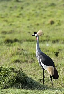 Images Dated 19th October 2014: Grey Crowned Crane