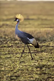 Grey Crowned Prints: Grey crowned-crane