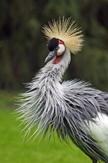 Grey Crowned Crane - bird displaying plumage