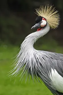 Grey Crowned Crane - Portrait, Lower Saxony, Germnay