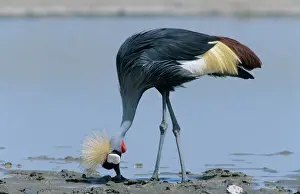 Cranes Prints: Grey crowned-crane - searching the grassland near a seasonal waterhole in its constant quest for frogs