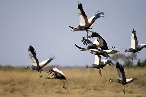 Zambia Gallery: Grey Crowned Cranes, Busanga Plains, Kafue