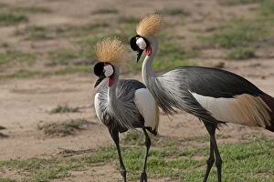 Grey Crowned Cranes - displaying