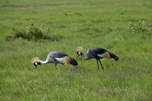 Images Dated 11th December 2010: Grey Crowned Cranes - feeding