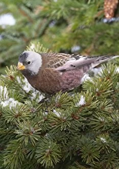Grey-crowned Rosy-Finch in winter