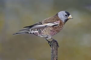 Images Dated 4th March 2004: Grey-crowned Rosy-Finch in winter Homer, Alaska