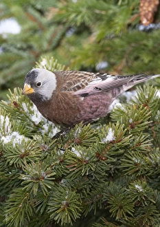 Images Dated 4th March 2004: Grey-crowned Rosy-Finch in winter. Homer, Alaska