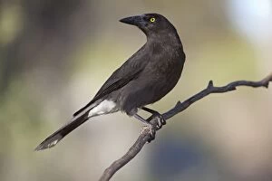 Images Dated 20th May 2012: Grey Currawong
