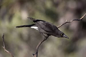 Images Dated 20th May 2012: Grey Currawong