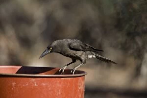 Images Dated 21st April 2008: Grey Currawong In Hattah Kulkyne National Park, Victoria, Australia
