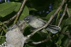 Grey Fantail - Feeding chicks at nest