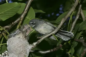 Fantail Prints: Grey Fantail Feeding chicks at nest Mt Wellington, Hobart, Tasmania, Australia