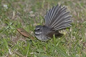Images Dated 23rd November 2014: Grey Fantail foraging on the ground