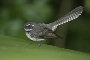 Fantail Prints: Grey Fantail Melbourne Botanic Gardens, Victoria, Australia