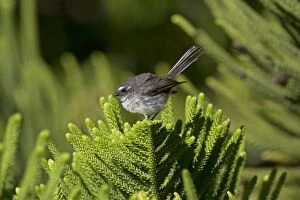 Grey Fantail Norfolk Island subspecies