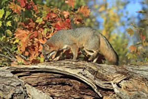 Images Dated 26th September 2010: Grey Fox