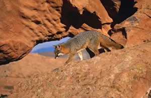 Grey Fox