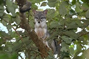 Images Dated 10th February 2006: Grey Fox Belize