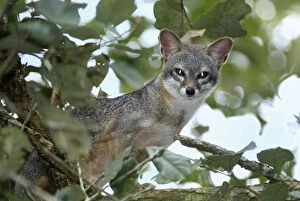 Images Dated 10th February 2006: Grey Fox Belize