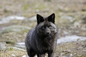 Images Dated 7th May 2007: Grey Fox. Finland. Captivity