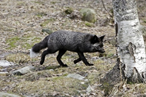 Images Dated 7th May 2007: Grey Fox. Finland. Captivity