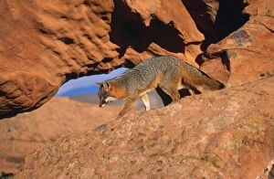 Grey Fox - on rocks